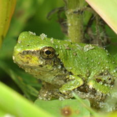 Gray Tree Frog