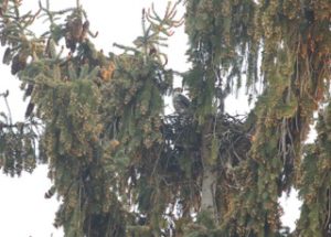 Merlin Nest by Eric Walters