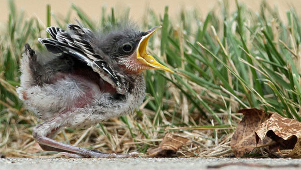 Baby northern mockingbird