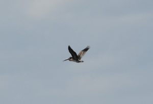 Brown Pelican by Travis DeNeal