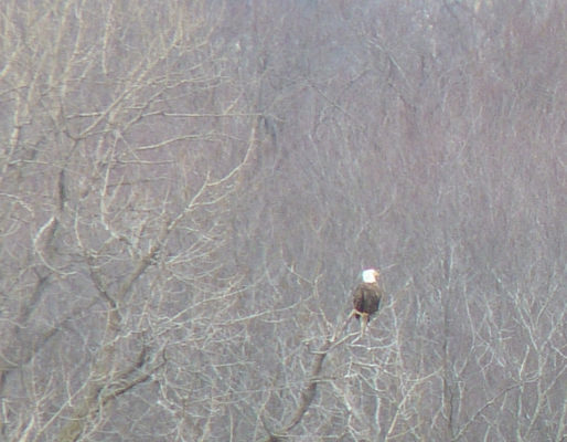 Eagle on Plum Island at Bald Eagle Watch Weekend