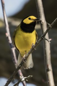 Hooded Warbler by Demayne Murphy