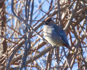 Bohemian Waxwing by Emil August