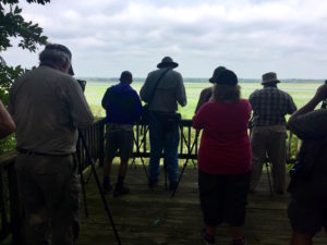 Scoping for Shorebirds by Matthew Cvetas