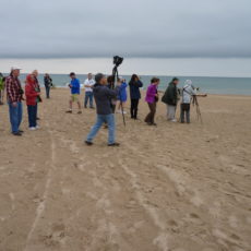 Fall shorebirds at Waukegan Beach with Lake Cook Audubon field trip