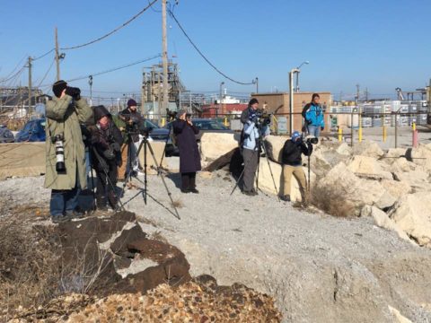 Scoping for Gulls on Lake Michigan