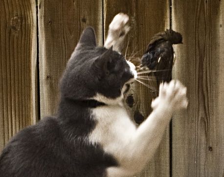 Cat attacking bird image Courtesy of Andrew Currie and used under creative commons license https://www.flickr.com/photos/andrewcurrie/3484075374/in/photolist-6iSNe5-dN6xdq-9DYFwR-dMZWeT-dWc7AR-dWhLf7-dW7Lya-dWhJKU-duitK7-GLGhon-mFJ6t-8enVwb-6zfYnS-MxmoPL-7uaWdE-4Qs6b9-641r9d-9UKpqH-7o1ykn-bBmd4y-dugcMs-6YedRP-jNUZcA-6AC7WN-83vpaP-5jFAh7-5zGzwH-5za2Gv-S9gjcA-89ZXNL-6FJPhE-cvBxmG-aZ1Cmp-c14bcb-5UKx2b-4yfYWW-4aWU4U-nrKDc-53tfjA-9Kgw5K-84eAXt-h5ZeVy-5pbHgX-dKYTYi-oqsD1-cJPADs-7mdTK-HbAHS-4x1Qem-ejwxYR
