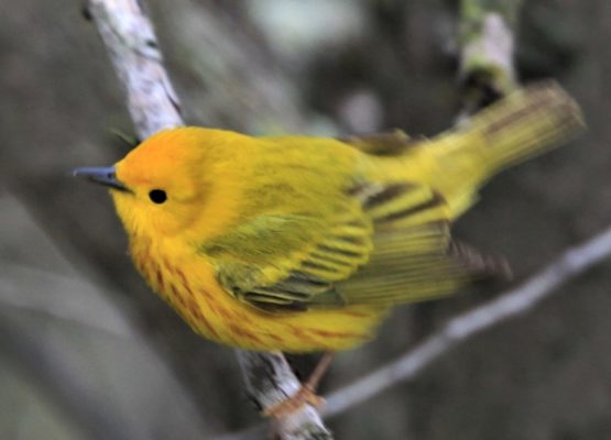 yellow warbler