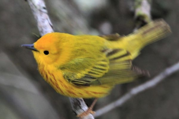yellow warbler