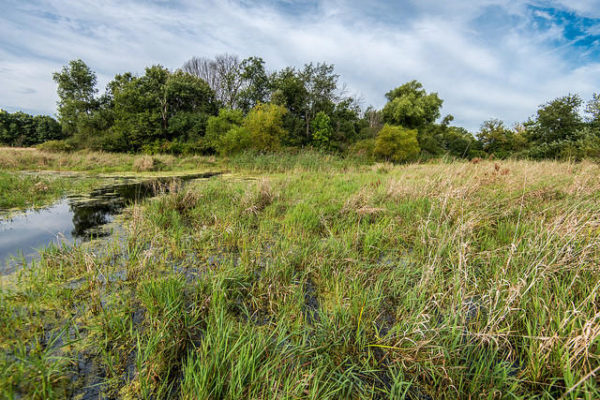 Augustana wetland Photo by Steve Hager