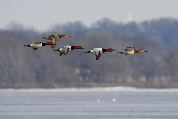 Canvasback ducks on Mississippi River. Photo courtesy of Daniel Moorehouse