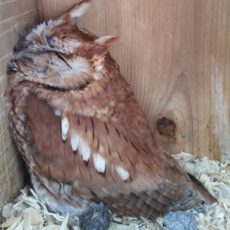 Eastern Screech Owl sleeping the day away in a wood duck box at Cindy Owsley's habitat project. Photo by CO.
